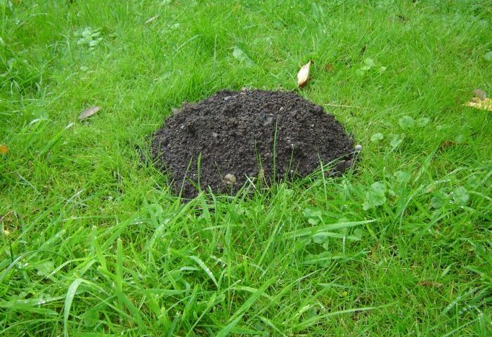 Mole mound